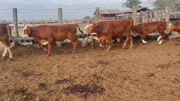Lote 80 Terneros/as en Itatí, Corrientes