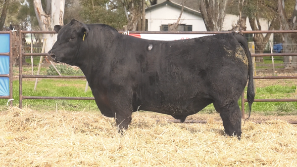 Lote TOROS ANGUS  PP