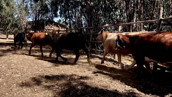 Lote 30 Ternera en V  Región Valparaíso, San Antonio