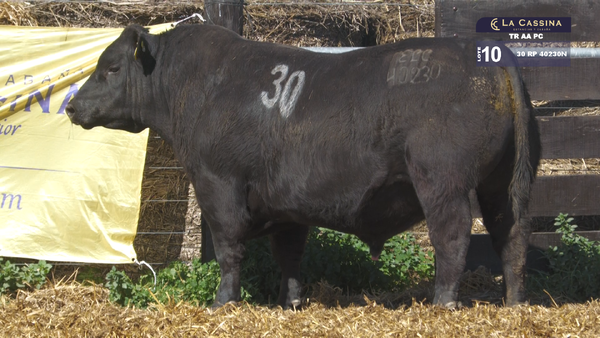 30 40230N — TOROS ANGUS PURO CONTROLADO