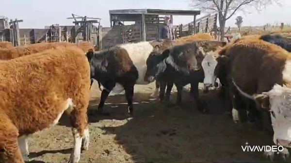 Lote 150 Novillitos en Gral. Villegas, Buenos Aires