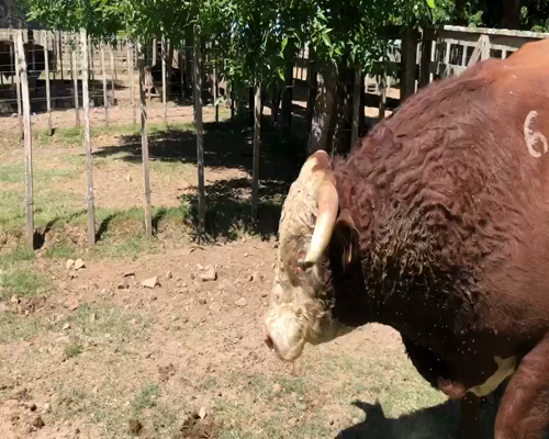 Lote 1 Toros en Cerro Largo, Cerro Largo