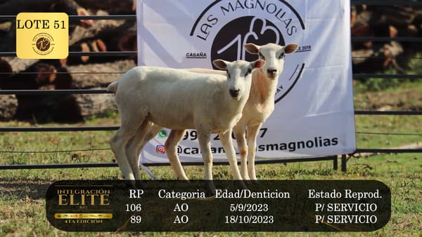 Lote LOTE 51