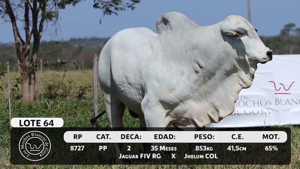 Lote LOTE 64