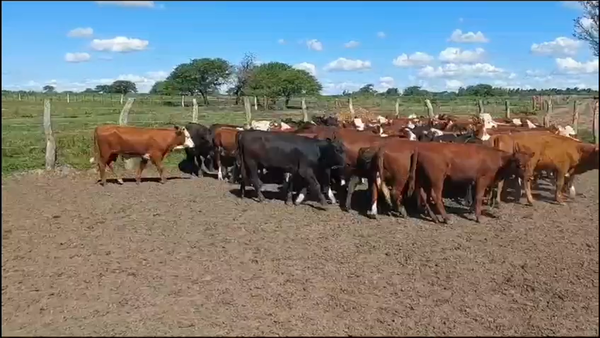 Lote 70 Terneros/as en Chajarí, Entre Ríos