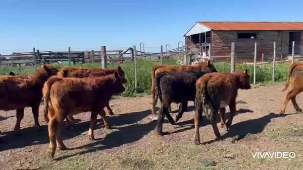 Lote 12 Terneros/as en Navarro, Buenos Aires