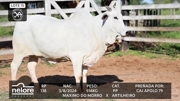 Lote LOTE 15