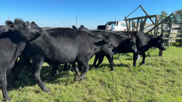 Lote VAQUILLONAS 1 a 2 AÑOS