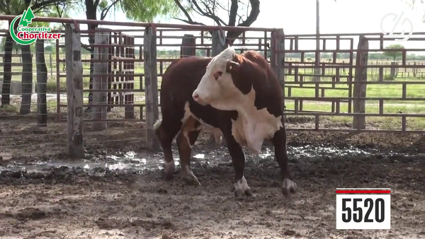 Lote Hereford