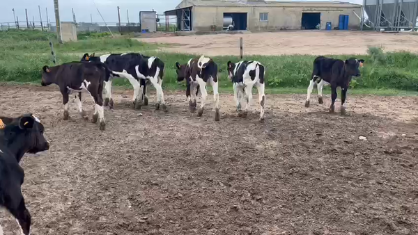 Lote 11 Terneros Holando en Talita