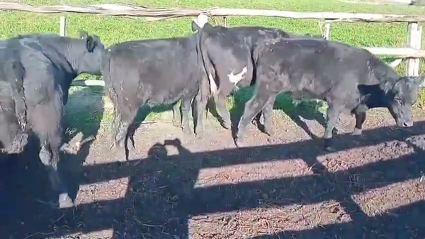 Lote NOVILLOS DE 1 A 2