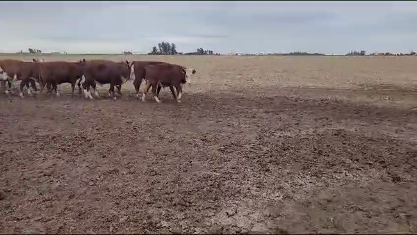 Lote 138 Novillitos en Gral. Villegas, Buenos Aires