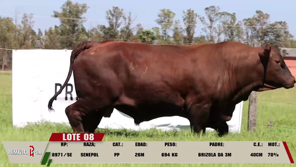 Lote LOTE 8