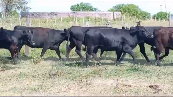 Lote 100 Vaquillonas preñadas