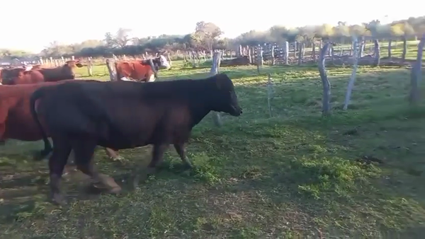 Lote 29 Vacas nuevas Preñadas