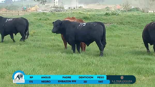 Lote Toros Angus 560kg - , Rocha