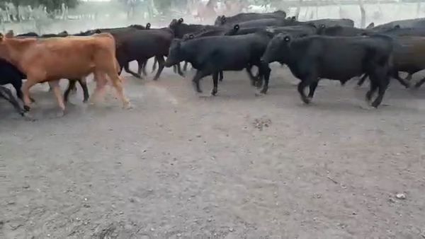 Lote 60 Terneros/as en Villaguay, Entre Ríos