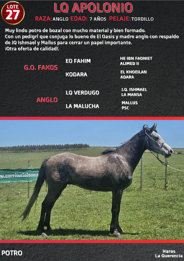 Lote LQ APOLONIO