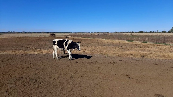 Lote 12 Terneros en Sunchales, Santa Fe