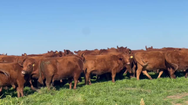 Lote 100 Vaquillonas C/ gtia de preñez