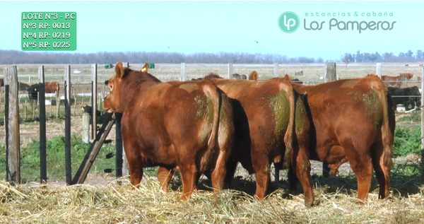 Lote TOROS PUROS CONTROLADOS