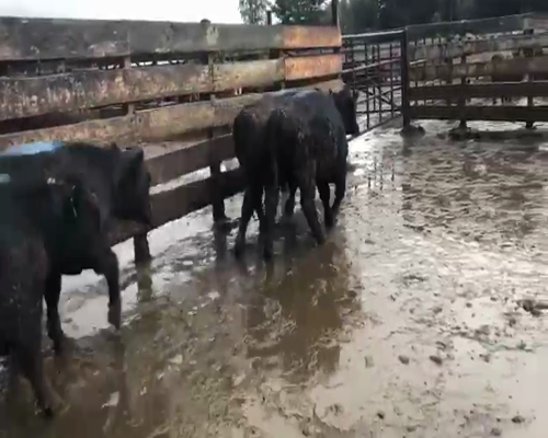 Lote 20 Novillo Gordo en Los Ángeles, VIII Región Biobío