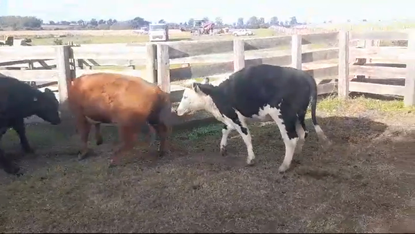 Lote (Vendido)3 Vaquillonas  HE/ AA 370kg -  en Nueva Palmira