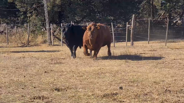 Lote TOROS A. ANGUS CABAÑA PAYMA