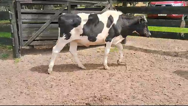 Lote (Vendido)16 Novillos Holando en Ruta 1 Km 130