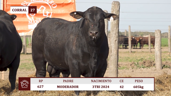 Lote Toros BRANGUS NEGRO EL AMPARO