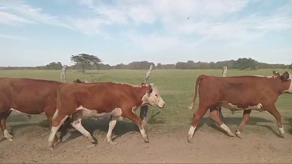 Lote 90 Novillos en Corrientes, Paso de Los Libres