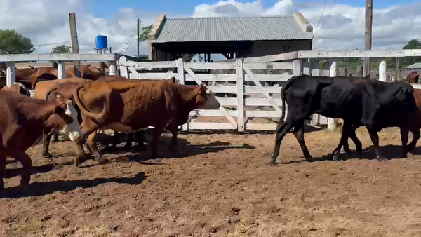 Lote 31 Vacas p/ invernar en Corrientes, Bella Vista