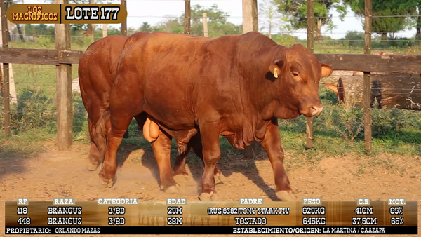 Lote LOTE 177 - VIVO