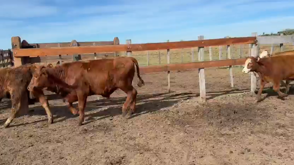Lote 40 Terneros/as en Corrientes, La Cruz