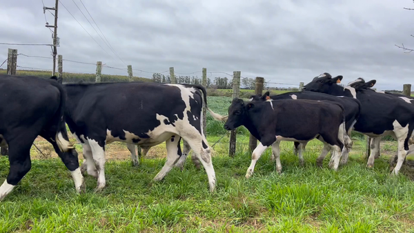 Lote NOVILLOS 1 a 2 AÑOS