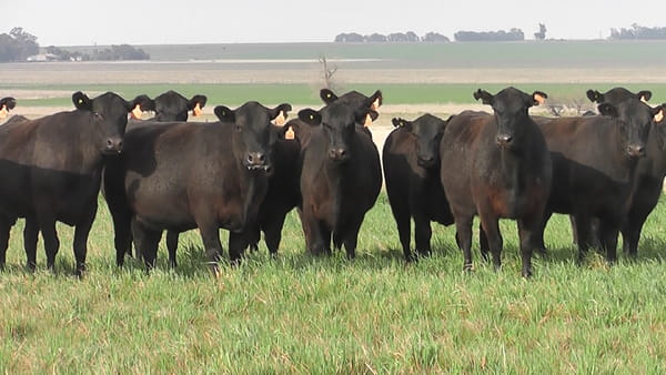 Lote VACAS  ANGUS NEGRAS MAS C/ GTIA DE PREÑEZ PARICION OTOÑO