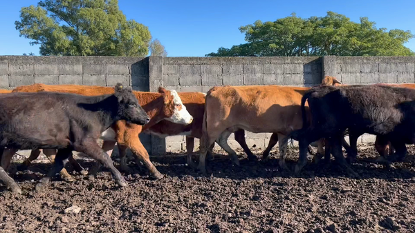 Lote VACAS DE INVERNADA