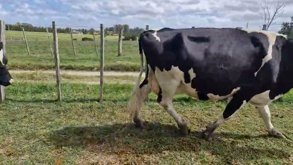 Lote 3 Vaca, San José