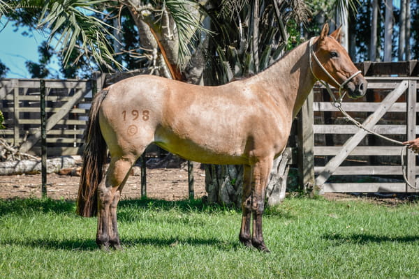 Lote SALTA LA CALAVERA