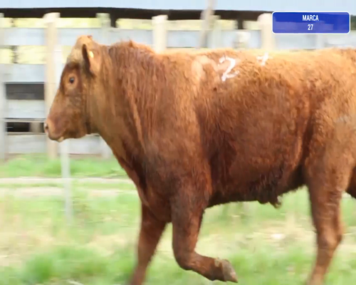 Lote 1 Toro en Coyhaique, XI Región Aysén