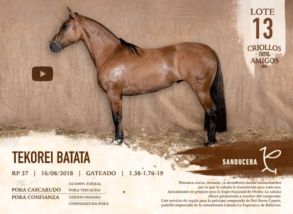 Lote TEKOREI BATATA RP 37