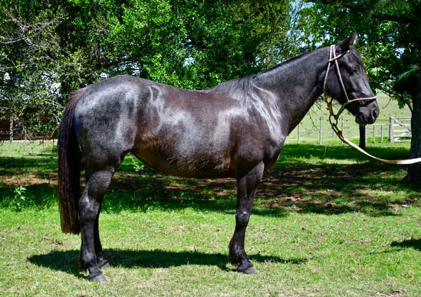 Lote Calandria Correntina