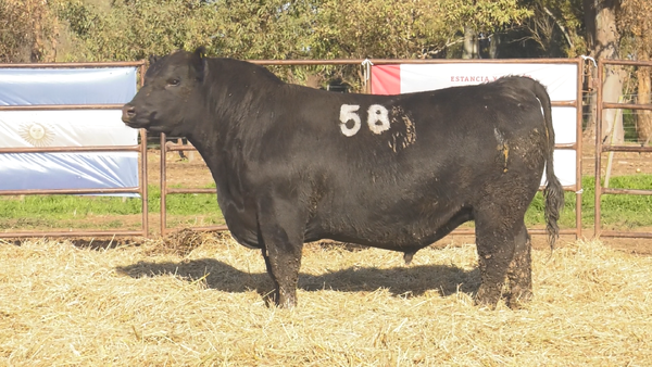 Lote TOROS ANGUS NEGROS  PC