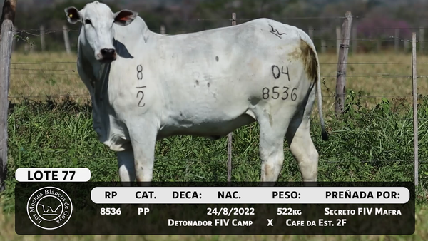 Lote LOTE 77