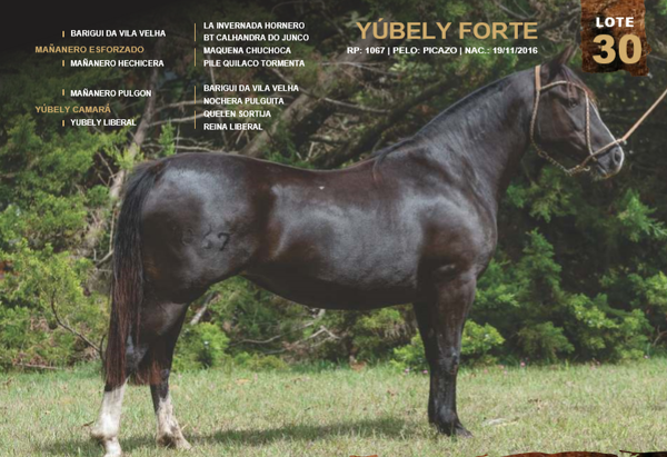 Lote YÚBELY FORTE