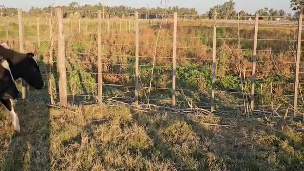 Lote 11 Terneros en Bolivar