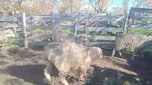 Lote OVEJAS