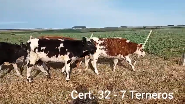 Lote TERNEROS