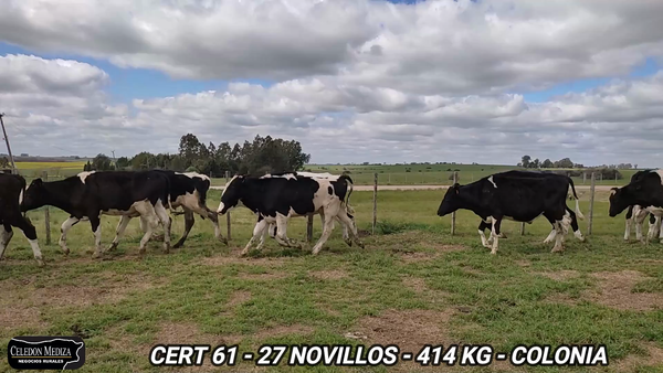 Lote 12 Novillos 1 a 2 años en Colonia
