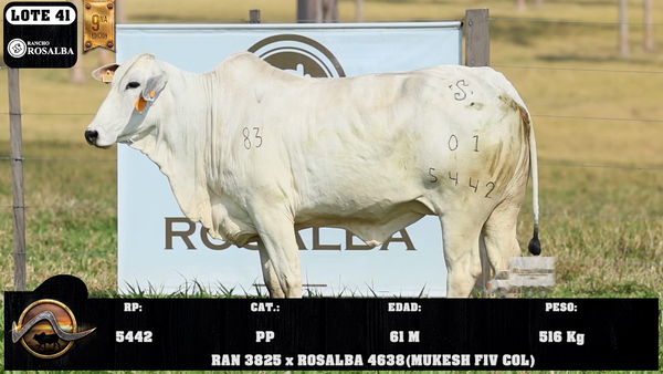 Lote LOTE 41